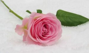 pyaar gulab yaar phool shayari  || प्यार  गुलाब फूल शायरी